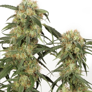 Dutch Passion - Pamir Gold