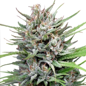 Dutch Passion - Passion #1 Regolare