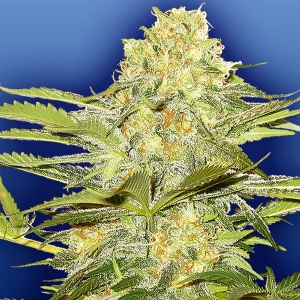 Flying Dutchmen - Artic Sun Regolare