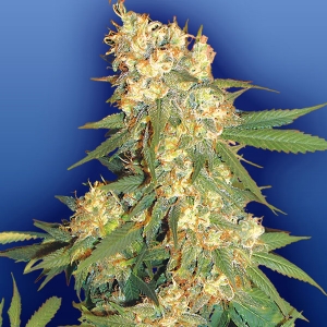 Flying Dutchmen - Aurora B Regolare