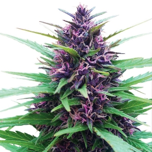 Dutch Passion - Shaman