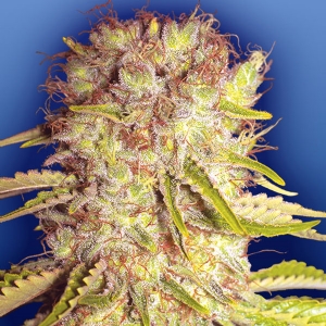 Flying Dutchmen - Dutchmen s Royal Orange Regolare