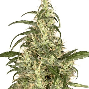 Dutch Passion - Skunk#11