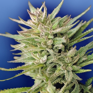 Flying Dutchmen - Early Durban Regolare