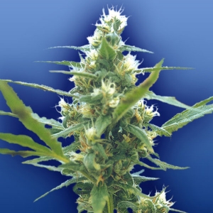 Flying Dutchmen - Fuma con Dios Regolare