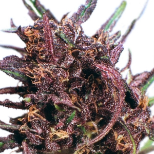 Dutch Passion - Purple #1 Regolare