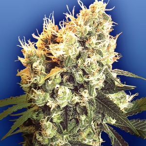 Flying Dutchmen - Haley s Comet Regolare