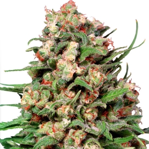 Dutch Passion - Skunk #1 Regolare