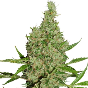 Dutch Passion - White Widow X The Ultimate Regolare