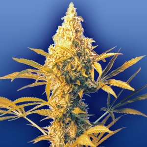 Flying Dutchmen - Haze Mist Regolare