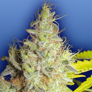 Flying Dutchmen - Kerala Krush Regolare