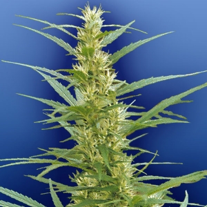 Flying Dutchmen - Mixed Sativa Divas Regolare