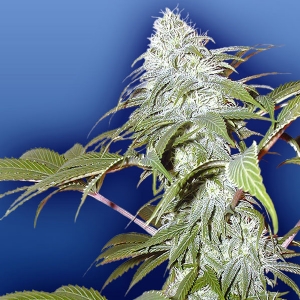 Flying Dutchmen - Pineapple Punch