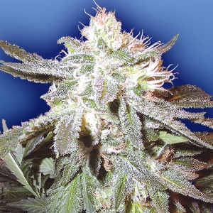 Flying Dutchmen - Pot Of Gold Regolare