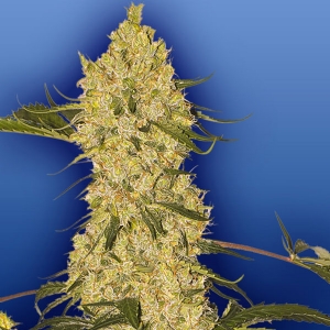 Flying Dutchmen - Swazi Safari Regolare