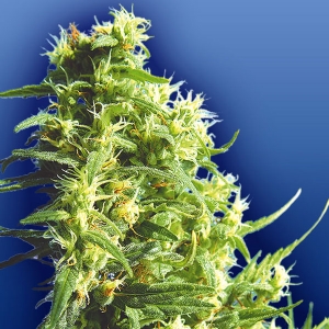 Flying Dutchmen - Thai Tanic Regolare