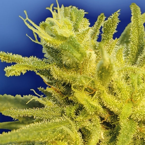 Flying Dutchmen - The Original Haze Regolare