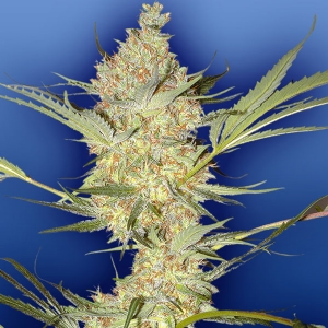 Flying Dutchmen - The Real McCoy Regolare