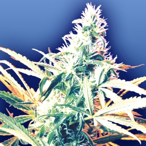 Flying Dutchmen - Titan s Haze Regolare