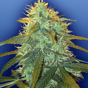 Flying Dutchmen - Skunk #1