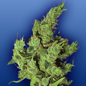 Flying Dutchmen - Amsterdam Mist