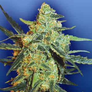 Flying Dutchmen - Blueberry Skunk