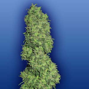 Flying Dutchmen - Dame Blanche