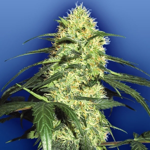 Flying Dutchmen - Dutch Delight