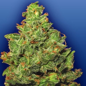 Flying Dutchmen - Edelweiss