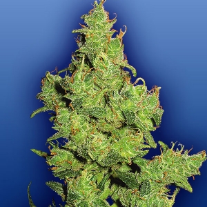 Flying Dutchmen - Flying Dragon