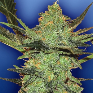 Flying Dutchmen - G Force