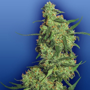 Flying Dutchmen - Nepal Kush