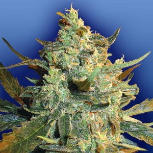 Flying Dutchmen - Power Skunk