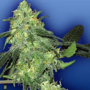 Flying Dutchmen - Skunk Classic