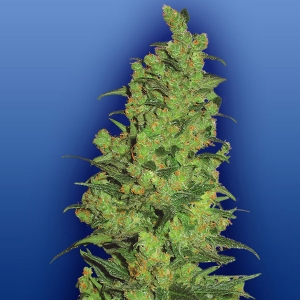 Flying Dutchmen - Temple Haze