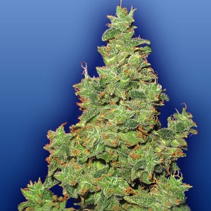 Flying Dutchmen - Voyager