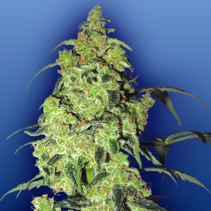 Flying Dutchmen - White Widow