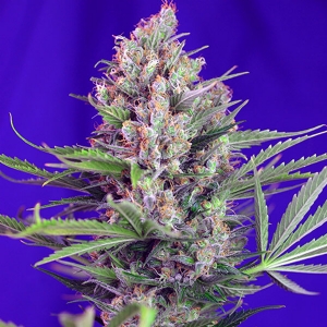 Sweet Seeds - Cream Mandarine F1 Fast Version