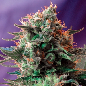 Sweet Seeds - Jack 47 F1 Fast Version