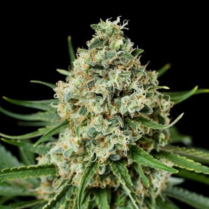 Dinafem - Critical + 2.0