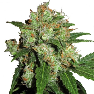 Sensi Seeds - Sensi Skunk