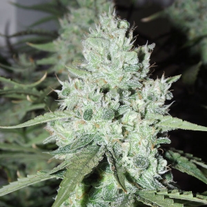 Dutch Passion - Ultimate Auto