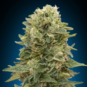 00 Seeds - Afghan Mass Auto