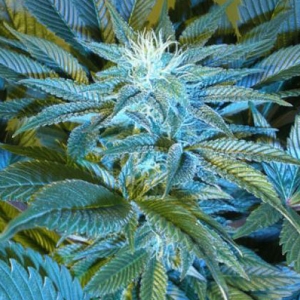 Cannabiogen - Sandstorm