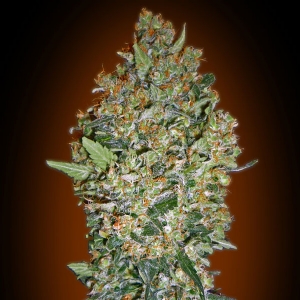 00 Seeds - Hashchis Berry