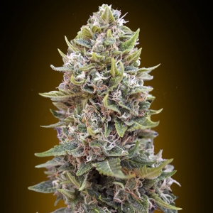 00 Seeds - Hashchis Berry Auto