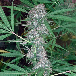 Cannabiogen - Caribe