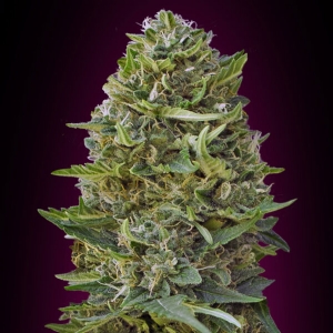 00 Seeds - Caramel Kush