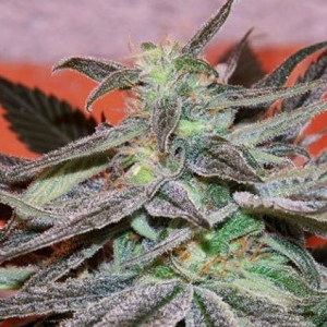 Cannabiogen - Panama DC