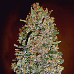 00 Seeds - Chocolate Skunk Auto